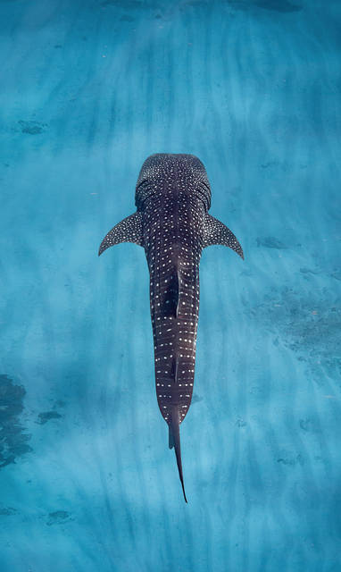 SS-Experiences-Whale-Shark-1-scaled
