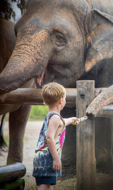 Olifanten bij The Bush Camp in Chiang Mai, Thailand
