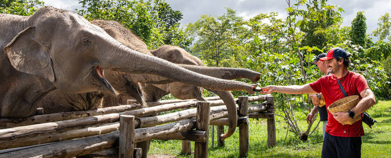 Olifanten ervaring bij The Bush Camp in Chiang Mai, Thailand