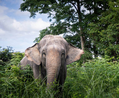 Olifanten bij The Bush Camp in Chiang Mai, Thailand
