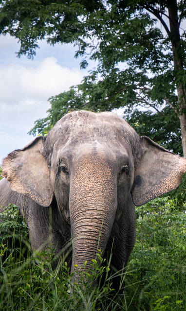 Olifanten bij The Bush Camp in Chiang Mai, Thailand
