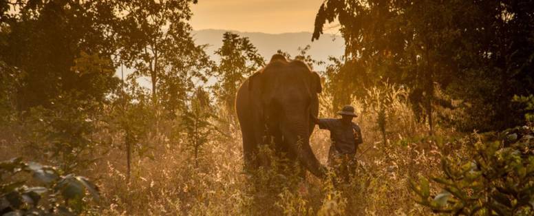 Olifant met begeleider bij The Bush Camp in Chiang Mai, Thailand