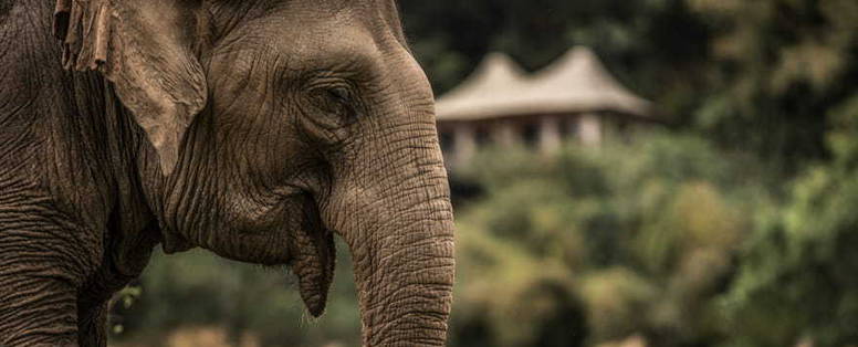 Olifant bij tent bij Four Seasons Golden Triangle in Chiang Rai