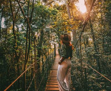Discover_O'Reilly's_Tree_Top_Walk_-_Photo_courtesy_of_Tourism_and_Events_Queensland