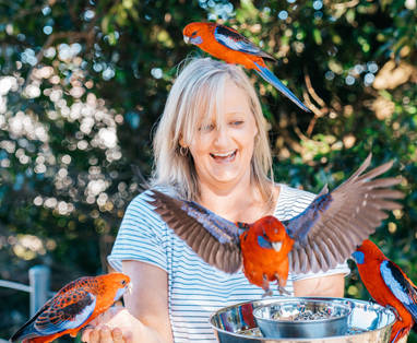 Bird_Feeding_at_O'Reilly's_-_Photo_Tourism_and_Events_Queensland