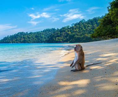 Aap op het strand van Phuket
