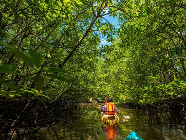 Kajakken door mangrove bossen