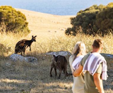 SDKI_HIGH_RES_Wildlife_on_Sea_Dragon_-_Guests_with_kangaroos_Copyright_Sea_Dragon_Kangaroo_Island_(1)_2