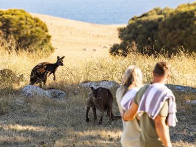 SDKI_HIGH_RES_Wildlife_on_Sea_Dragon_-_Guests_with_kangaroos_Copyright_Sea_Dragon_Kangaroo_Island_(1)_2