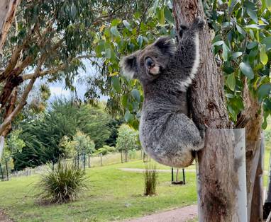 Koala-Track-compressed-scaled