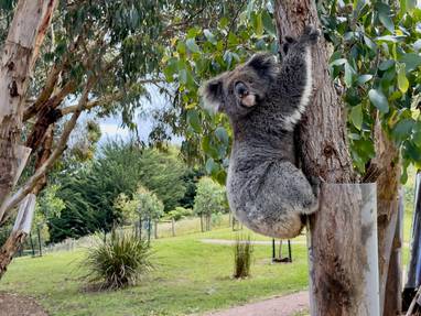 Koala-Track-compressed-scaled