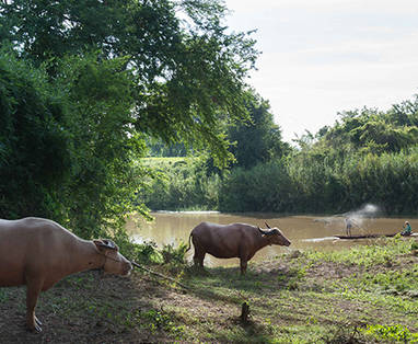 Buffels bij de Chi-rivier bij Wishing Tree Resort in Khon Kean in Thailand