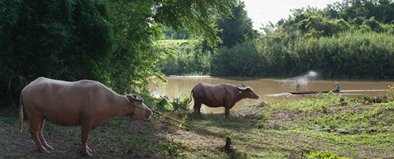 Buffels bij de Chi-rivier bij Wishing Tree Resort in Khon Kean in Thailand