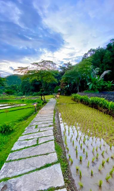 Rijstveld bij Fern Resort in Mae Hong Son in Thailand