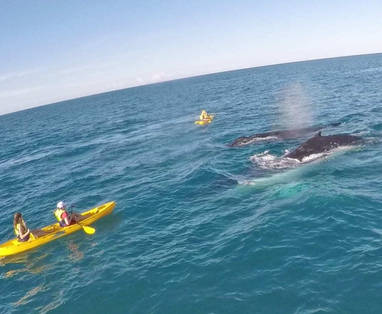 whale-pass-kayaking-260617-1