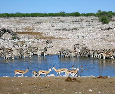 Namibië safaris | Etosha National Park