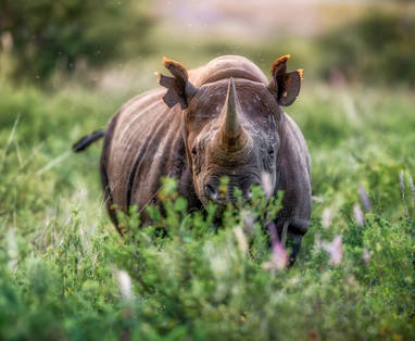 RhinoDreamyPortrait