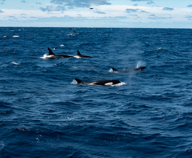 _DSC6585_Bremer-Bay-Orcas-Naturaliste-Charters-Credit-Annabel-Claire-Owen_HighRes