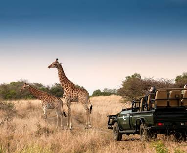 South-Africa-Phinda-Private-Game-Reserve-Game-Drive-Giraffe__4_