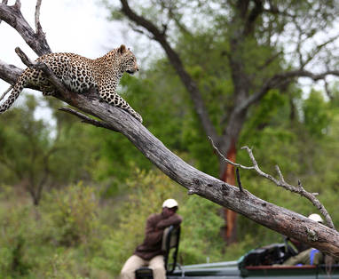 Leopard-laying-on-top-of-a-tree-in-the-kruger-national-park