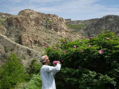 10089-take-memories-best-of-oman-anantara-al-jabal-al-akhdar-resort-rose-farm-tag-5-jpg