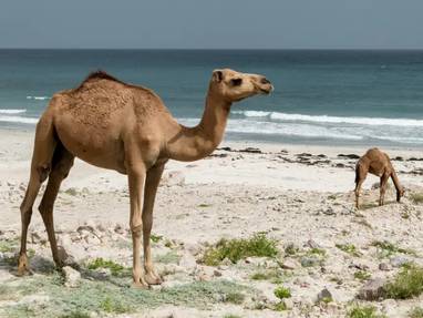 378116-salalah-kamele-strand-jpg