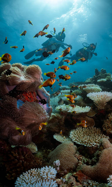 Diving_-_Maldivian_Anenome_fish_2