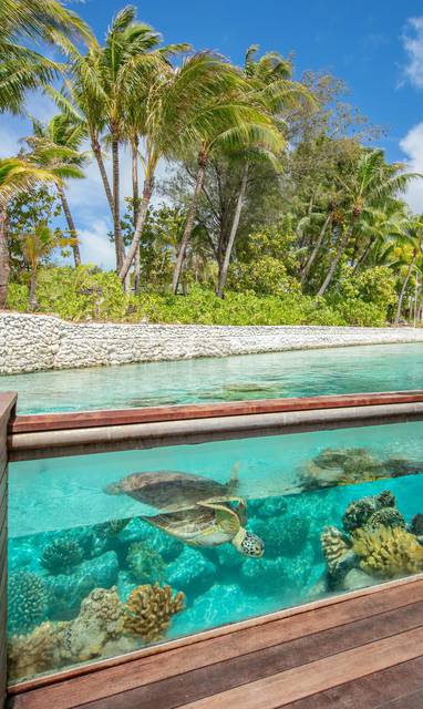 Schildpad in waterreservaat 