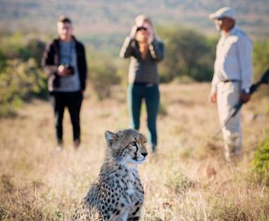 samara-cheetah-tracking-on-foot-great-karoo-south-africa-dook-2019