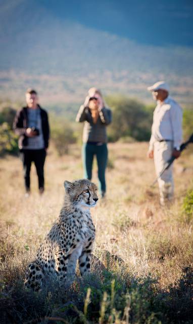 samara-cheetah-tracking-on-foot-great-karoo-south-africa-dook-2019