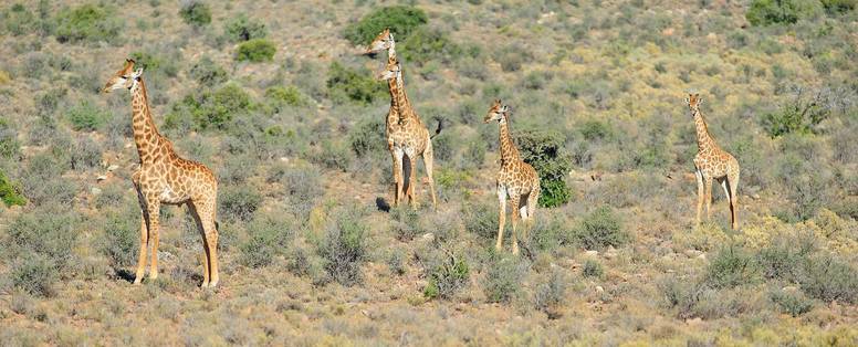 Sanbona_Guest_Experience_20