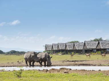 11._Watering_Hole_-_rhinos