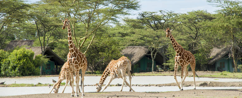 10._Watering_Hole_-_girrafes