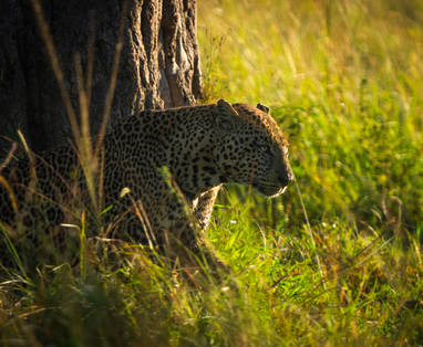 Wildlife_-_Jamie_-_118