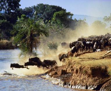 Wildebeest_jumping_into