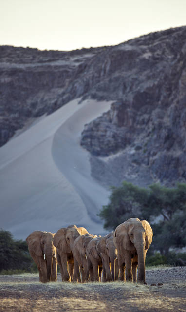 Nam_Hoanib_Elephant_Camp_Elephant11