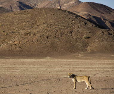 Nam_Hoanib_Elephant_Camp_Desert_lion1