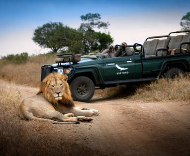 South-Africa-Phinda-Private-Game-Reserve-Lion-Game-Drive__8_-High-Resolution-Width_5000px