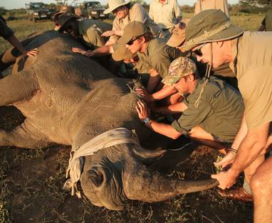 South-Africa-Phinda-Reserve-Experience-Conservation-Rhino-Dehorning-with-SHARKS__44_-Low-Resolution-Width_3000px