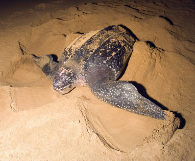 South-Africa-Sodwana-Bay-Turtle-Nesting-Hatching-57079325-Low-Resolution-Width_3000px