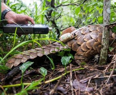 Africa-Foundation-Phinda-Conservation-Pangolin-tagging-Low-Resolution-Width_3000px
