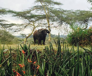 Hatari_Lodge_
