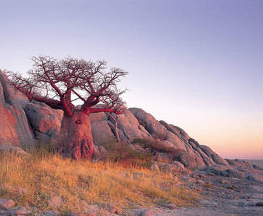 Botswana | Nxai Pan National Park | Kubu eiland