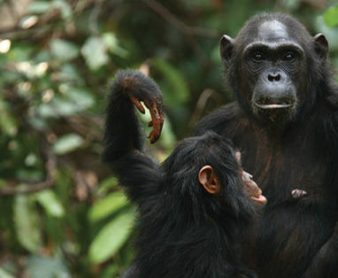 Gombe Forest Lodge | Lake Tanganyika | Tanzania | chimpansee safari