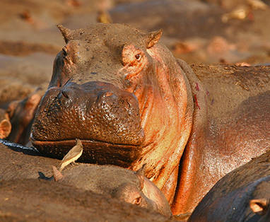 Nijlpaarden in poel | Katavi National Park | Tanzania | safari