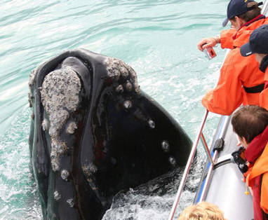 Grootbos | Westkaap | walvis spotten