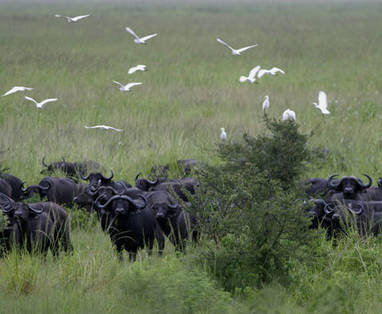 Buffels in Katavi National Park | Tanzania