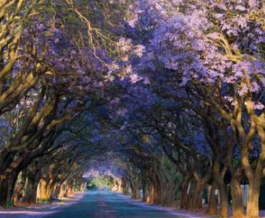 Zuid-Afrika vakantie | Pretoria