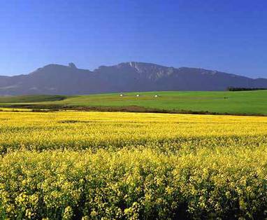 Zuid-Afrika droomreis | Overberg omgeving Kaapstad