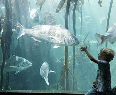 Zuid-Afrika reizen | Two Oceans Aquarium Kaapstad